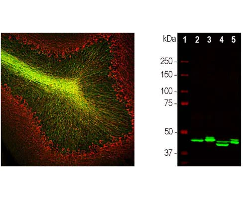 Anti-2',3'-cyclic-nucleotide 3'-phosphodiesterase (CNP) Antibody - Image 2