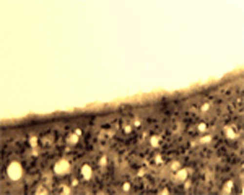Anti-Activity-regulated cytoskeleton-associated protein (Arg3.1) Antibody - Image 3