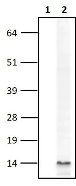 Anti-Alpha Synuclein Antibody - Image 2