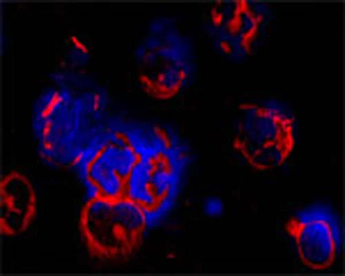 Anti-Autophagy-related protein 10 (ATG10) Antibody