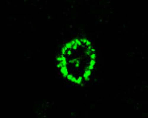 Anti-Autophagy-related protein 12 (ATG12) Antibody