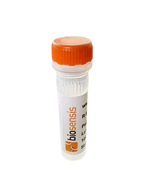 Anti-Sequestosome 1 Antibody
