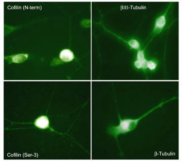 Anti-βIII-Tubulin (C-terminus) Antibody - Image 2