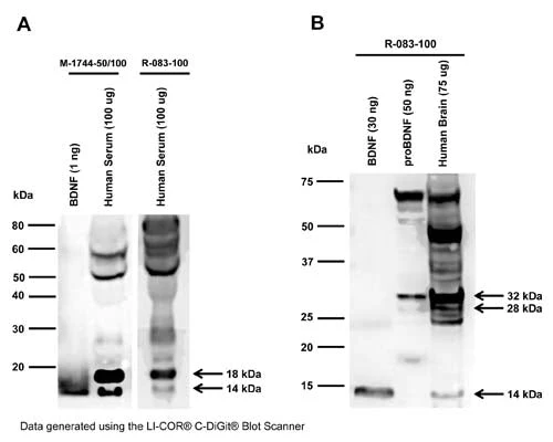 Anti-Brain-derived neurotrophic factor (BDNF) Antibody - Image 3