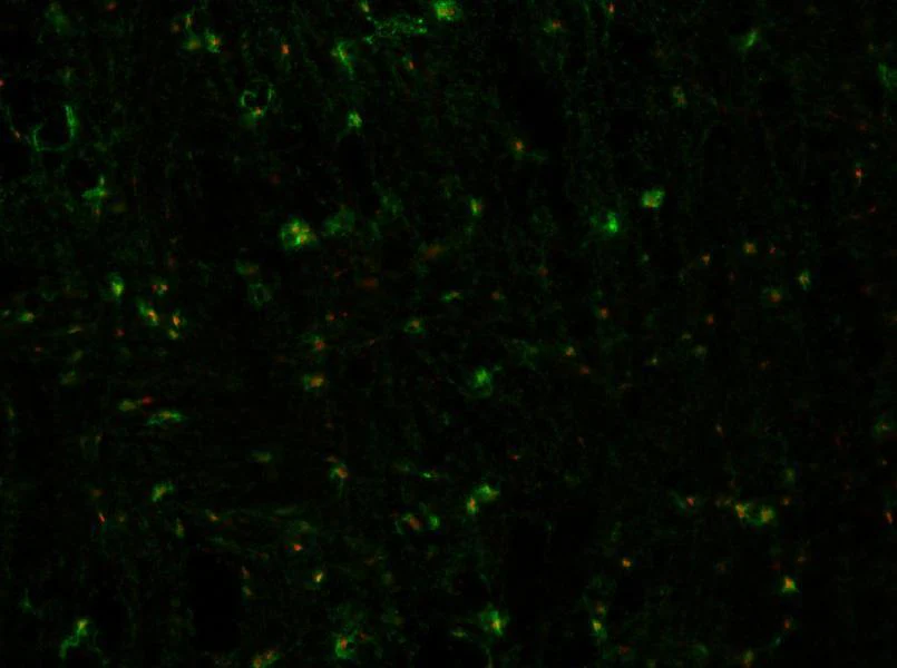 Anti-Bral1 Antibody - Image 2