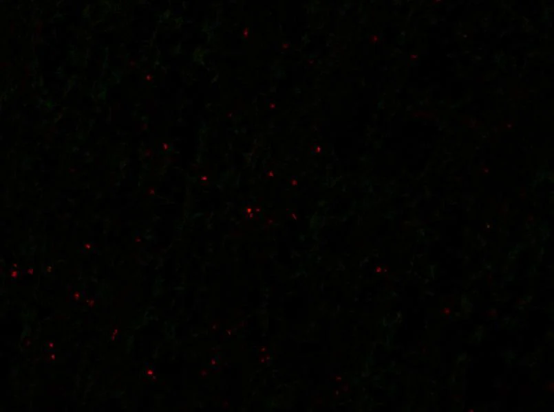 Anti-Bral1 Antibody - Image 3