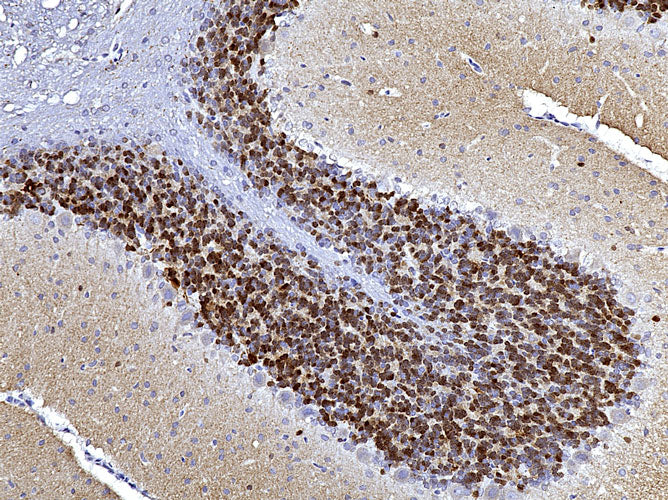 Anti-Calretinin Recombinant Chicken Chimeric mAb - Image 2