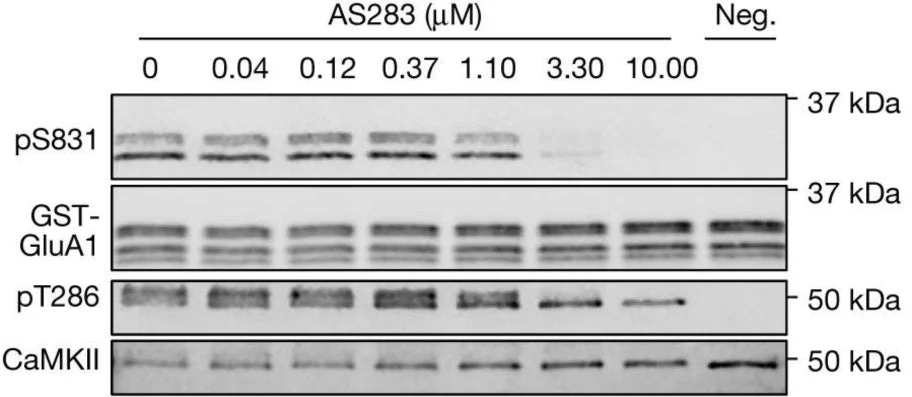 Anti-CaM Kinase II (Thr286) Antibody - Image 4