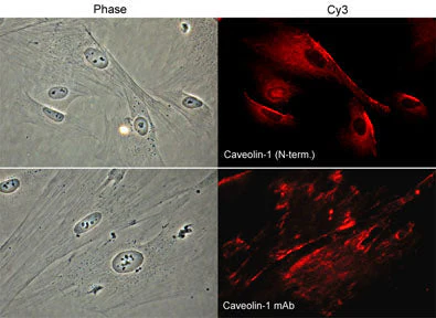 Anti-Caveolin-1 (N-terminal region) Antibody - Image 2