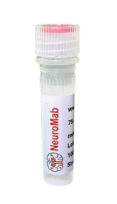 Anti-Chapsyn-110/PSD-93 Antibody (BSA and Azide free)