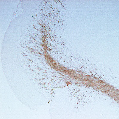 Anti-CNPase (Cyclic Nucleotide Phosphodiesterase) Antibody