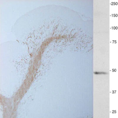 Anti-CNPase (Cyclic Nucleotide Phosphodiesterase) Antibody - Image 2