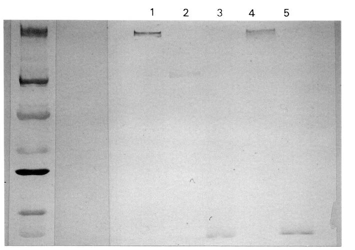 Anti-Complement C3a/C3a(desArg)/C3 Antibody - Image 5