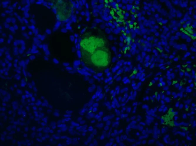 Anti-Complement C4c Antibody - Image 3