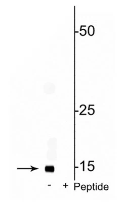 Anti-COXIV (Ser58) Antibody
