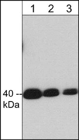 Anti-Crk II (C-terminal region) Antibody