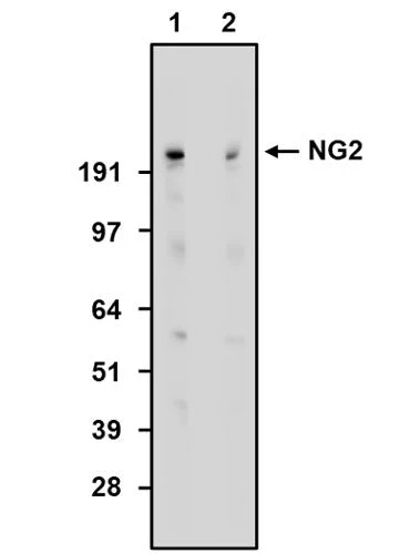 Anti-CSPG4/NG2 Recombinant Chicken Chimeric mAb - Image 2