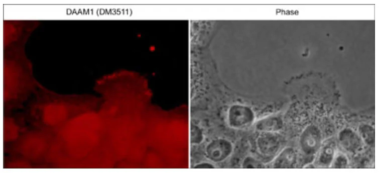 Anti-DAAM1 (N-terminal region) Antibody - Image 2