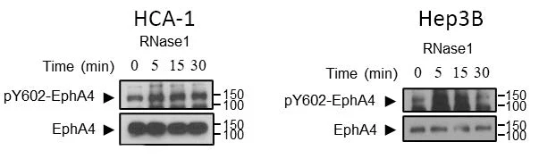 Anti-EphA4 (N-terminal region) Antibody - Image 3