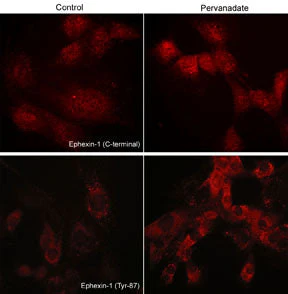Anti-Ephexin-1 (Tyr-87), Phosphospecific Antibody - Image 2