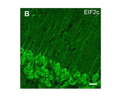 Anti-Eukaryotic translation initiation factor 2C (elF2c) Antibody