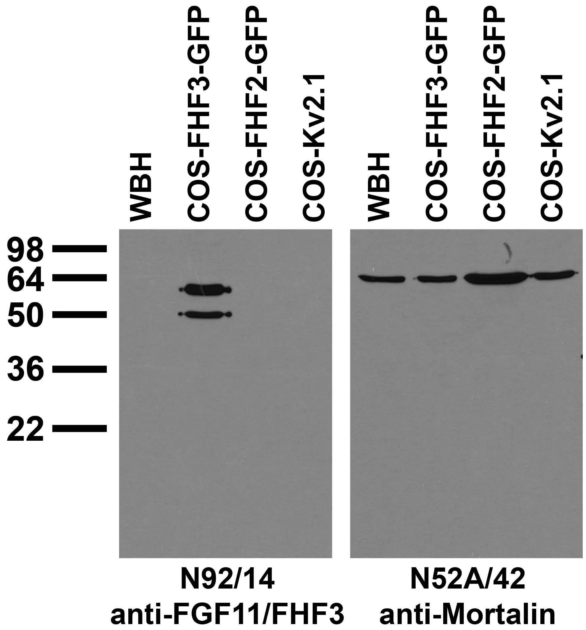 Anti-FGF11/FHF3 Antibody