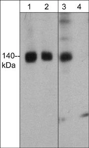 Anti-FHOD1 (Thr-1141), Phosphospecific Antibody