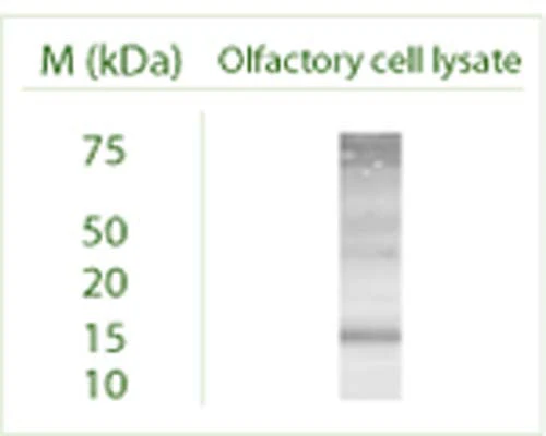 Anti-GABARAP Antibody