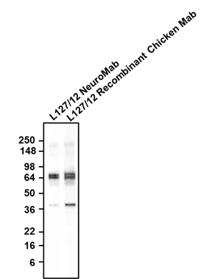 Anti-GAD65/67 Recombinant Chicken Chimeric mAb - Image 2