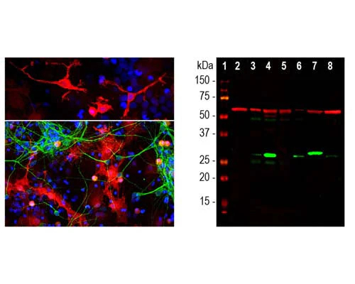 Anti-Galectin-3 (Gal-3) Antibody - Image 2