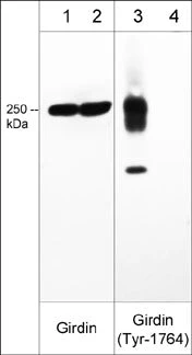 Anti-Girdin (Tyr-1764), Phosphospecific Antibody
