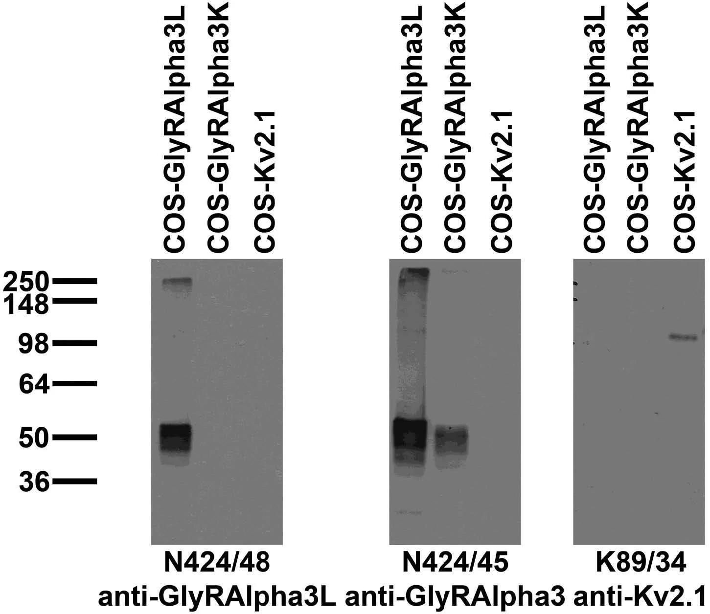 Anti-Glycine Receptor Alpha3L Antibody