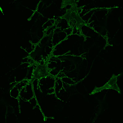 Anti-Green Fluorescent Protein (GFP) Antibody - Image 11