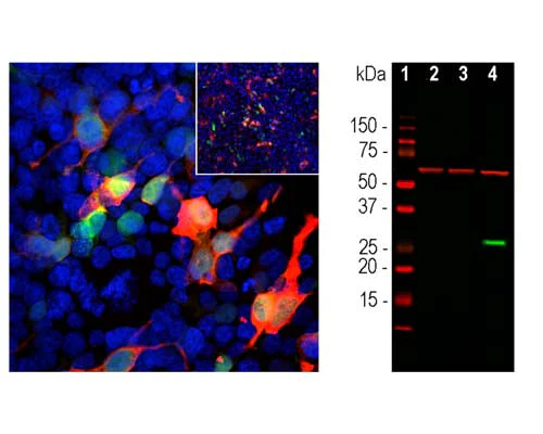 Anti-Green Fluorescent Protein Tag (GFP) Antibody