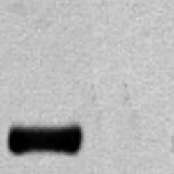 Anti-HA Epitope Tag Antibody