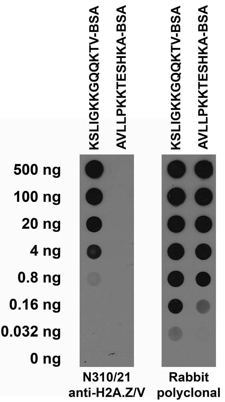 Anti-Histone H2A.Z/V Antibody