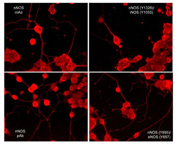 Anti-iNOS (Tyr-1055) [conserved site], Phosphospecific Antibody - Image 2
