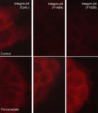 Anti-Integrin β4 (Tyr-1494), Phosphospecific Antibody - Image 2