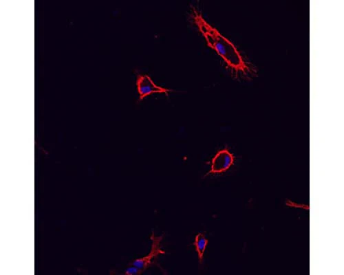 Anti-Integrin beta 2 alpha subunit (CD11b/c, Mac-1) Antibody