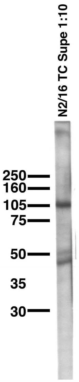 Anti-KCNU1/Slo3 pH-Sensitive Maxi-K+ Channel Antibody - Image 2