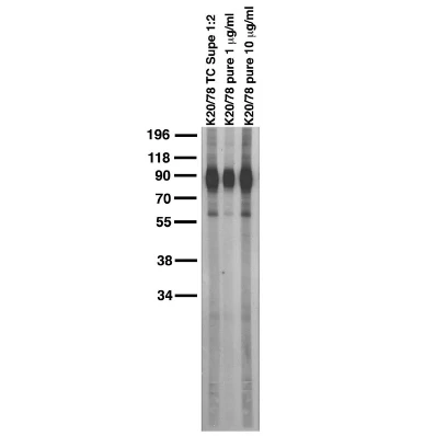 Anti-Kv1.1 K+ Channel Antibody - Image 5