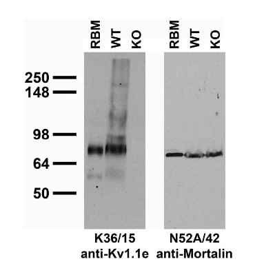 Anti-Kv1.1 K+ Channel (External) Antibody - Image 3