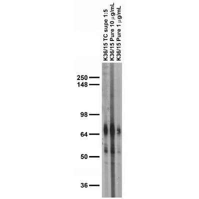Anti-Kv1.1 K+ Channel (External) Antibody - Image 5
