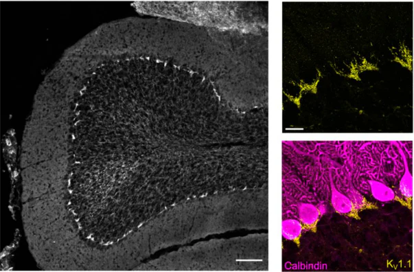 Anti-Kv1.1 K+ Channel (External) Antibody - Image 6