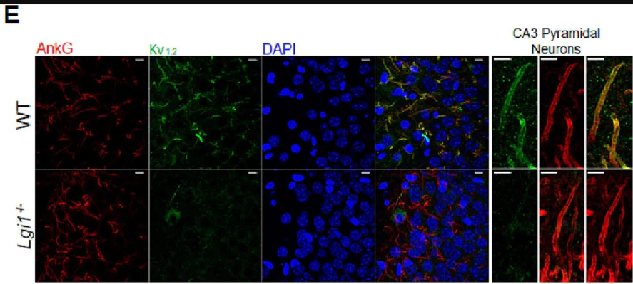 Anti-Kv1.2 K+ Channel Antibody - Image 10