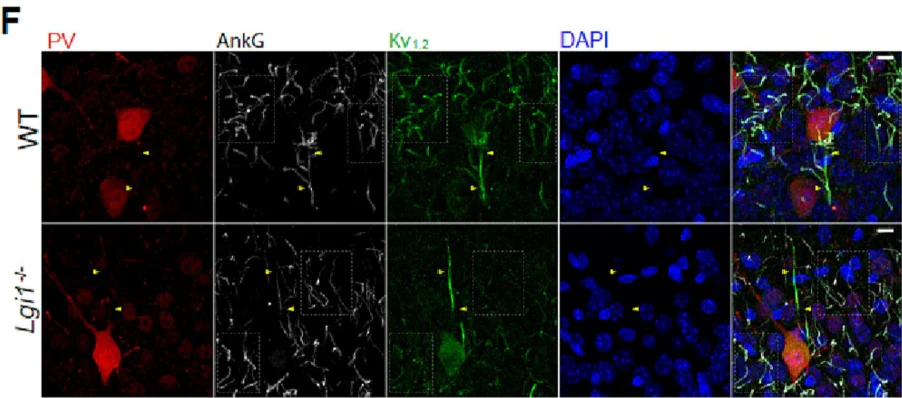 Anti-Kv1.2 K+ Channel Antibody - Image 11