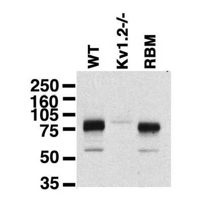 Anti-Kv1.2 K+ Channel Antibody - Image 3