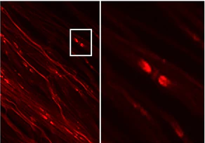 Anti-Kv1.2 K+ Channel Antibody - Image 4