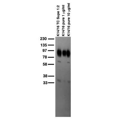 Anti-Kv1.2 K+ Channel Antibody - Image 6