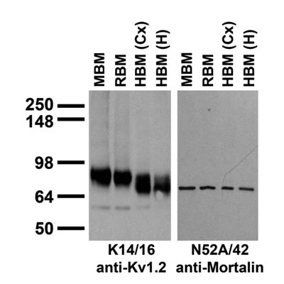 Anti-Kv1.2 K+ Channel Antibody - Image 7
